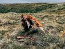 Valnøtt 552 thumbnail