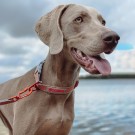Sealines - Hundehalsbånd laget av 100 % resirkulert nylon thumbnail